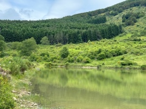 Peccato, forse perché troppo rumorosi o perché in pieno giorno, non aver fatto incontri eclatanti.
Abbiamo comunque individuato le tracce della fauna locale, fauna importante e preservata dall’attenta gestione del parco:
deiezioni di un piccolo e di certo tenero bambi, orme di cervo e, udite udite, escrementi niente di meno del fiero e nobile lupo, specie cara a molti di noi e forse il motivo è proprio perché non è così amata da tanti.