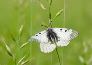 Siamo stati e siamo fortunati ad avere tra i nostri progetti quello relativo al Parco, che possiamo annoverare sia in ambito ambientale sia in quello sociale!
Come già sapete Konecta Italia ha adottato ben 30 ettari di bosco alle pendici del Falterona salvandoli dal disboscamento e sta collaborando con la Direzione del Parco per la possibilità di incrementare ancor di più gli ettari protetti. Non possiamo poi non citare l’opportunità che abbiamo colto nel contribuire alla donazione di borse di studio post-laurea su una tematica particolarmente sentita da Konecta Italia, sulla quale è impegnata da anni, ossia la salvaguardia degli impollinatori selvatici, in particolare di una specie in via di estinzione, la farfalla Parnassius Mnemosyne, che vive sui margini boschivi e che le attività umane stanno sterminando anche solo modificando tali pendici.