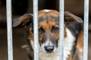 Adottare un cane, un gesto d'amore che fa la differenza