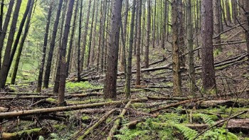 Foreste Casentinesi: borse di studio per il futuro degli impollinatori selvatici