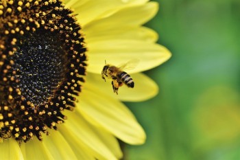 Sostenibilità, impollinatori e ricerca 